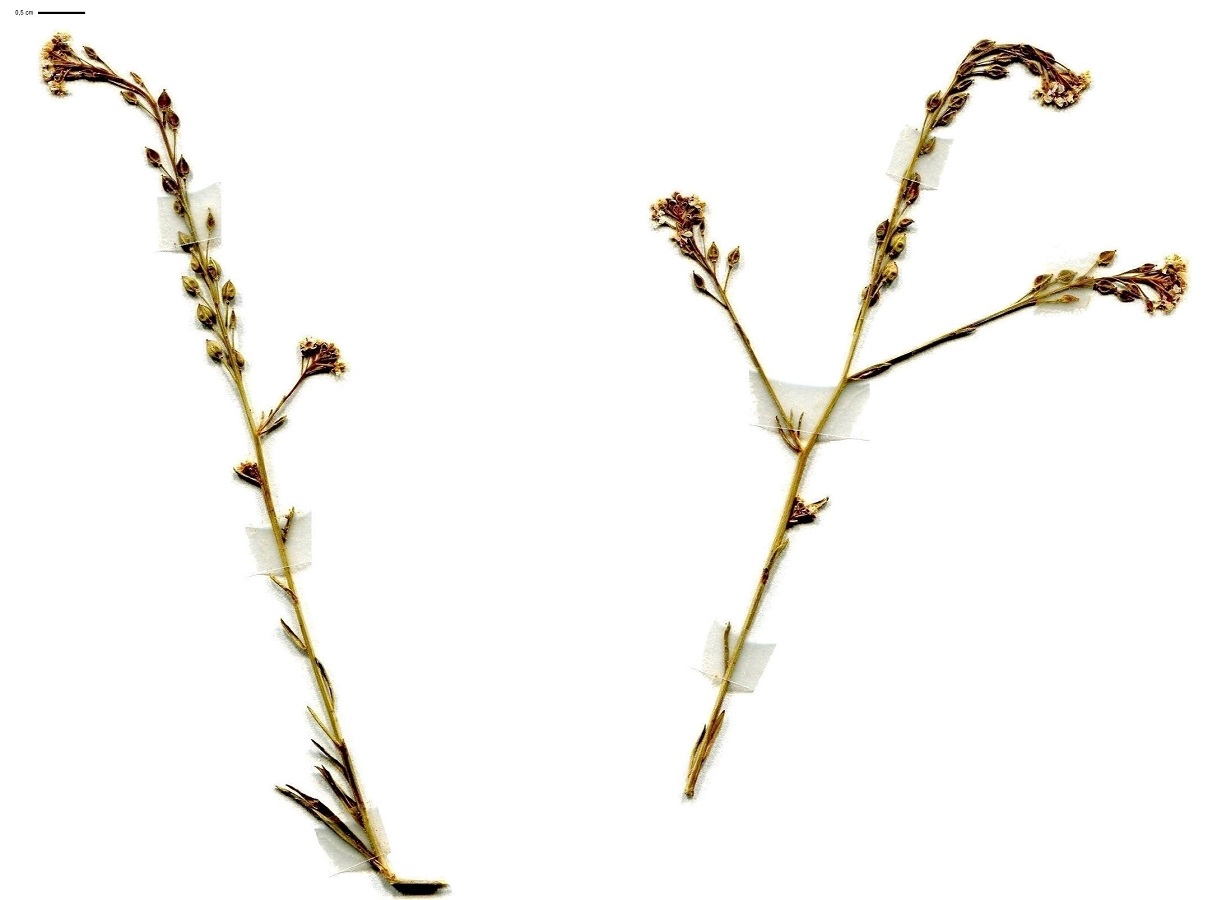 Lepidium graminifolium (Brassicaceae)